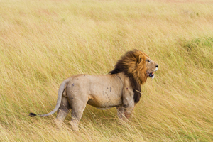 Safari Adventures in Kenya
